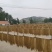 【一件代发】山东纯手工红薯粉条爽滑筋道圆宽粉1斤3斤5斤