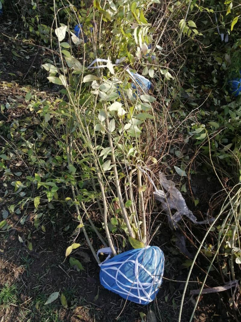 丛生连翘连翘苗华北连翘东北连翘