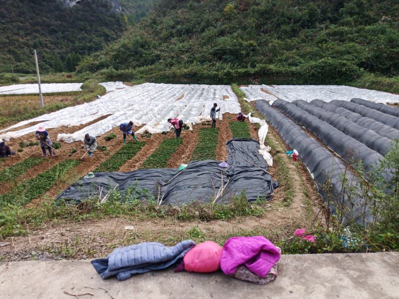 南板蓝根苗大批量出售
