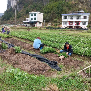 南板蓝根苗大批量出售