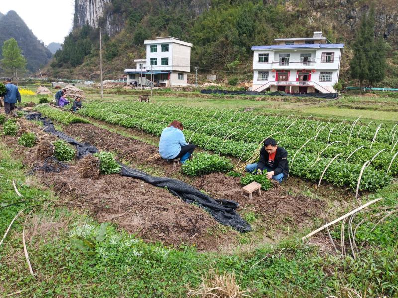 南板蓝根苗大批量出售