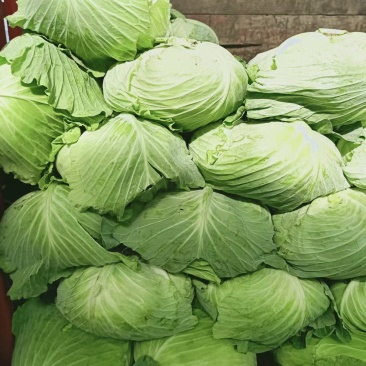 精品甘蓝，包菜，平头包菜，颜色翠绿，产地直销，货源充足，