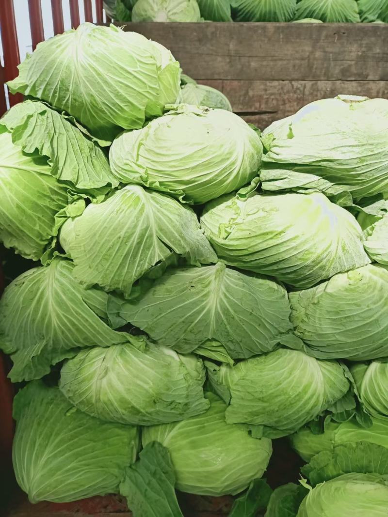 精品甘蓝，包菜，平头包菜，颜色翠绿，产地直销，货源充足，