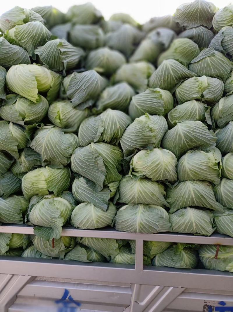 精品甘蓝，包菜，平头包菜，颜色翠绿，产地直销，货源充足，