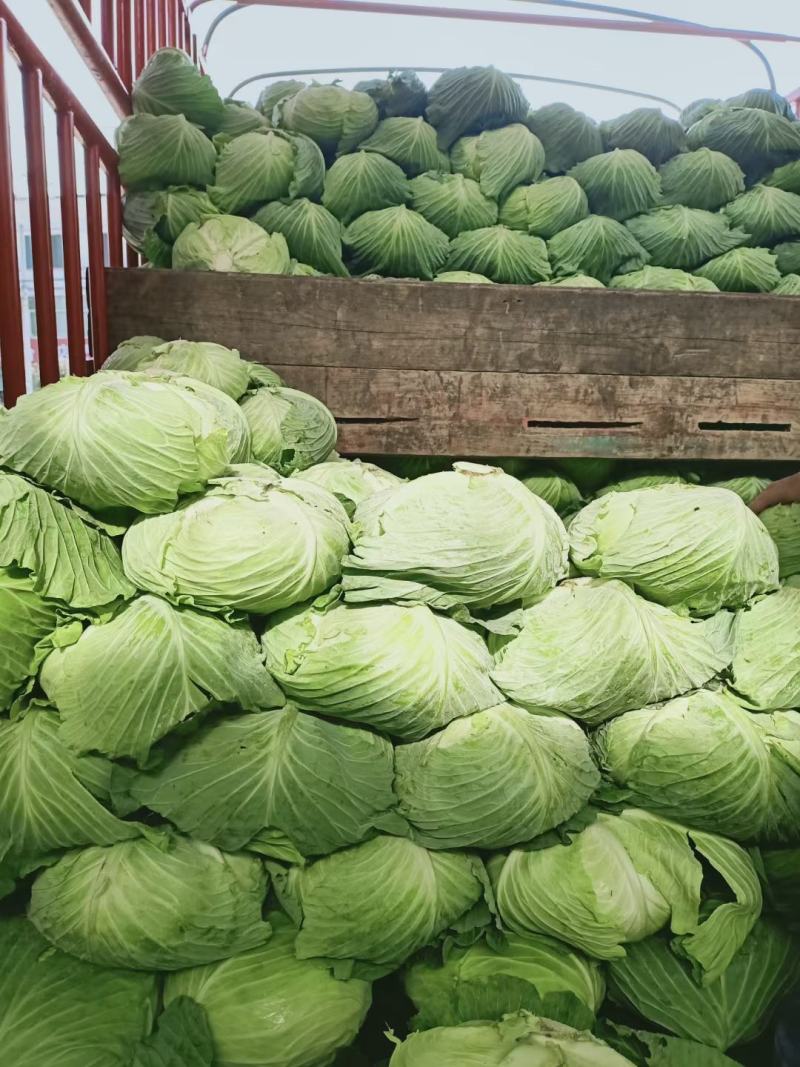 精品甘蓝，包菜，平头包菜，颜色翠绿，产地直销，货源充足，