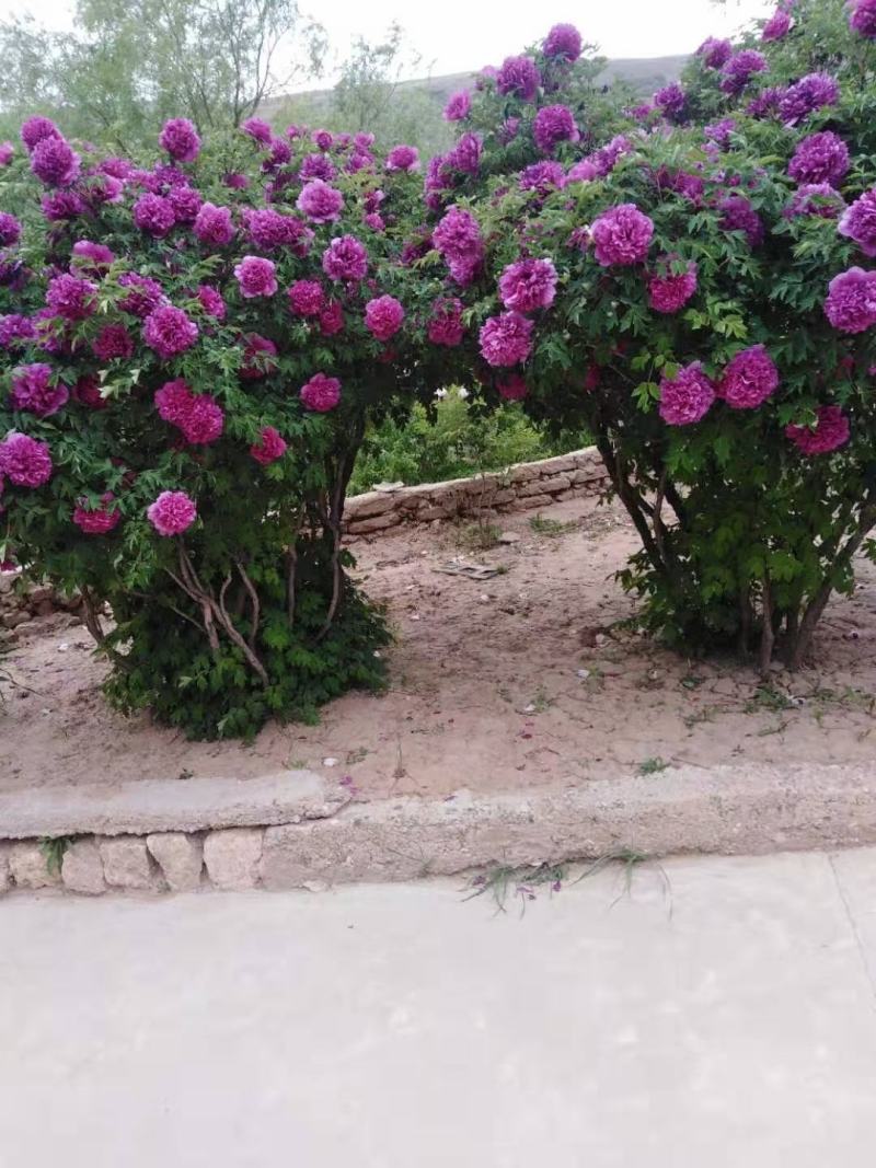 洛阳红，深蓝色深蓝色紫色