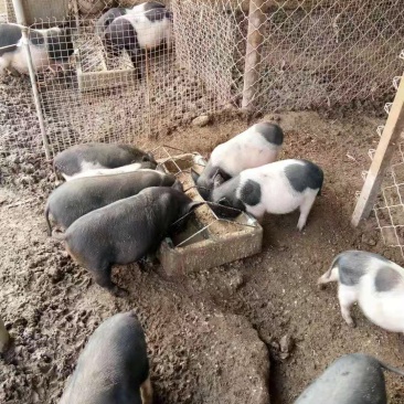 出售农家院里的小香猪