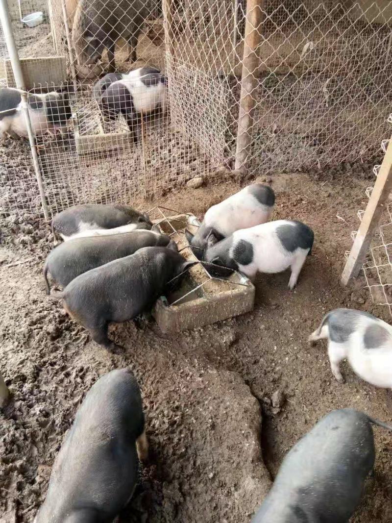 出售农家院里的小香猪