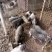 出售农家院里的小香猪