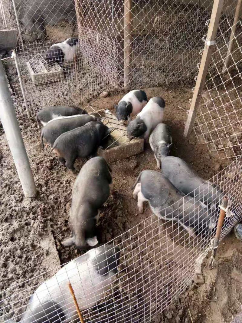 出售农家院里的小香猪