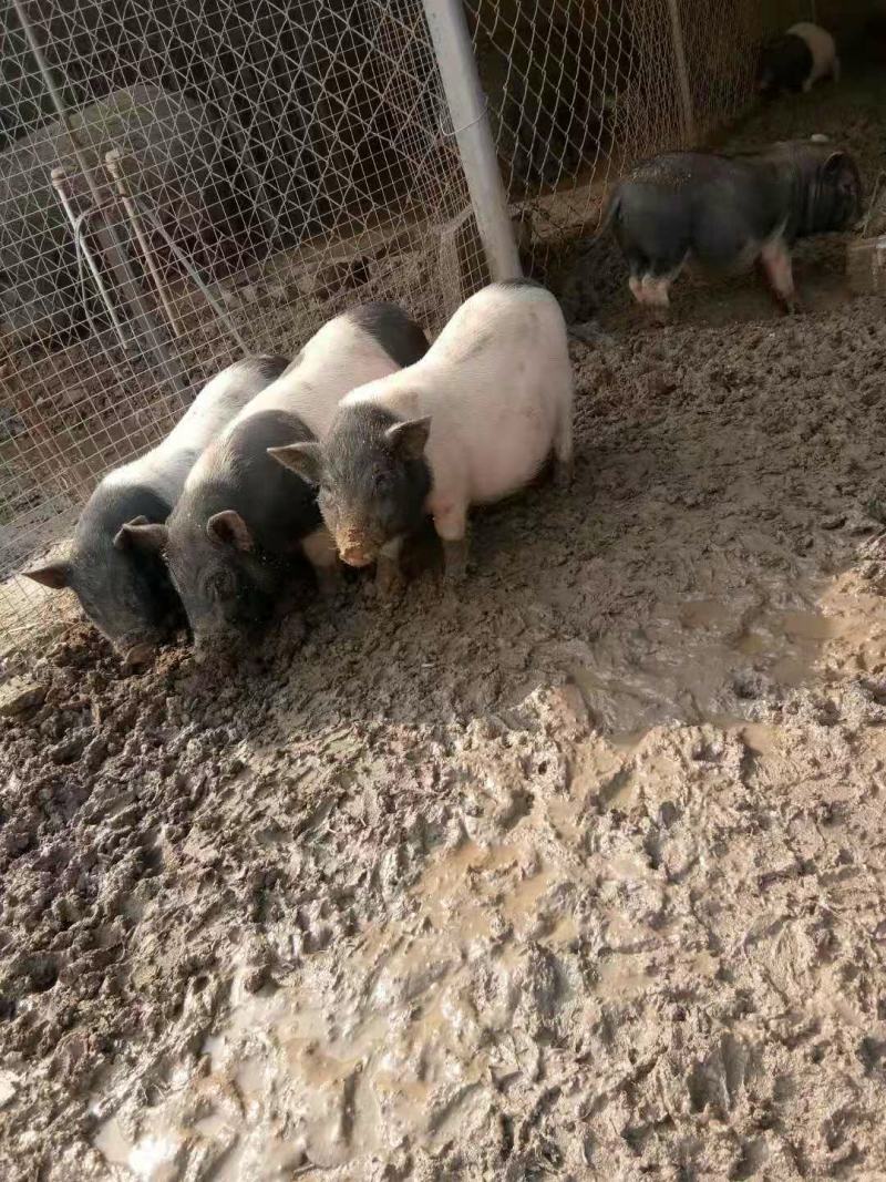 出售农家院里的小香猪