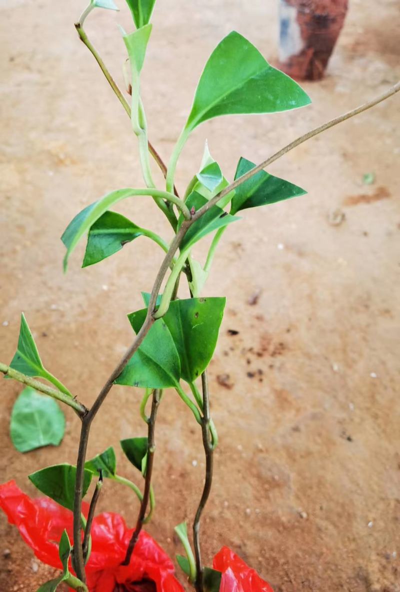 黑老虎苗，也叫布福娜，耐寒品种，南北方地区都可以种植