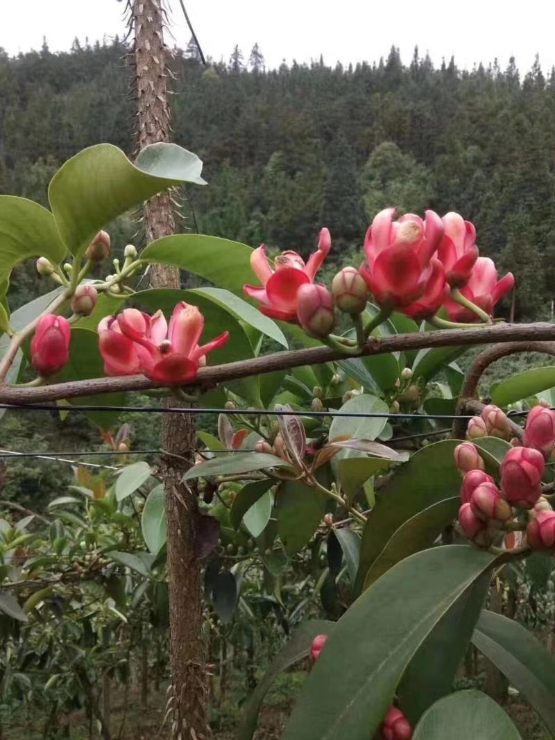 黑老虎苗，也叫布福娜，耐寒品种，南北方地区都可以种植