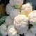 鸡泽县宏森农花菜有雪宝006-80正在销售，欢迎各位老板