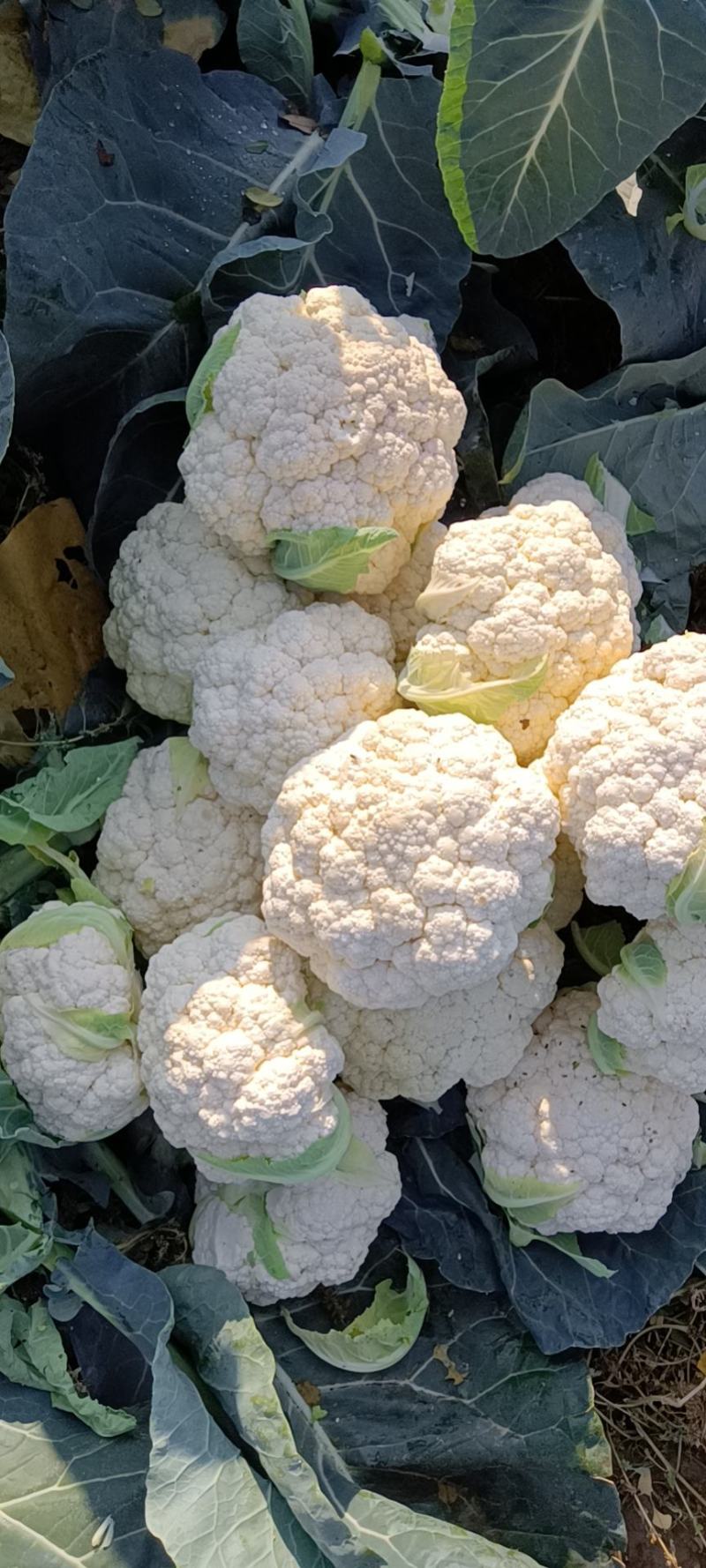 鸡泽县宏森农花菜有雪宝006-80正在销售，欢迎各位老板