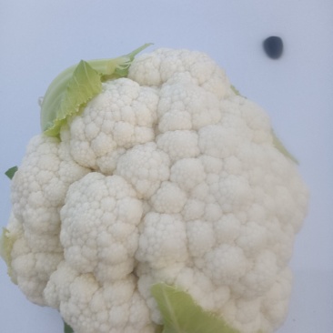 鸡泽县宏森农花菜有雪宝006-80正在销售，欢迎各位老板