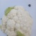 鸡泽县宏森农花菜有雪宝006-80正在销售，欢迎各位老板