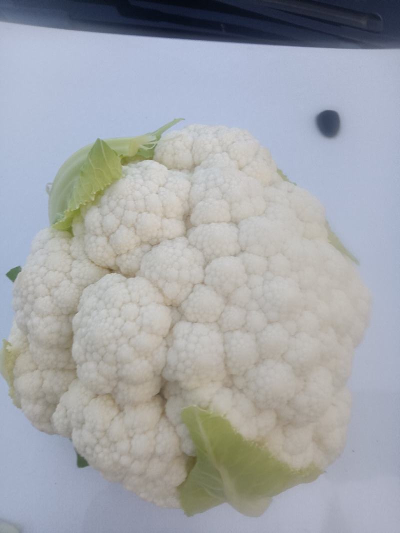 鸡泽县宏森农花菜有雪宝006-80正在销售，欢迎各位老板