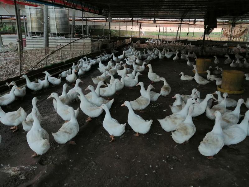 长年销售旱养白鸭，水白鸭，货源稳定，价格实惠，欢迎定购。