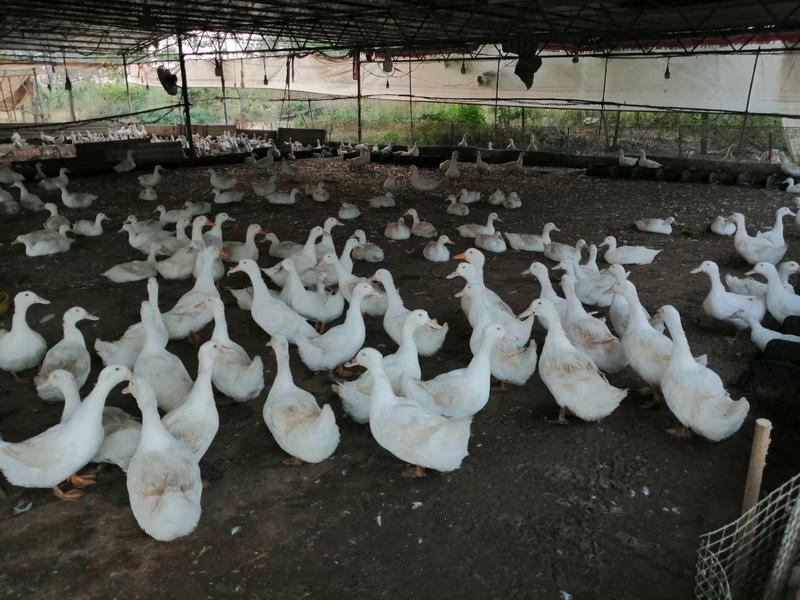 长年销售旱养白鸭，水白鸭，货源稳定，价格实惠，欢迎定购。