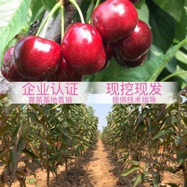 太平洋红弗里斯科雷尼布鲁克斯斯凯拉雷科迪亚
