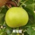 秋月梨树苗，518翠玉翠冠玉露香澳红梨等等