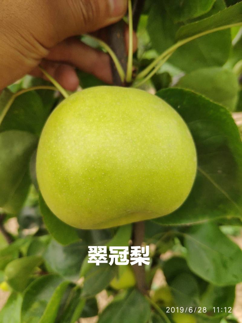 秋月梨树苗，518翠玉翠冠玉露香澳红梨等等