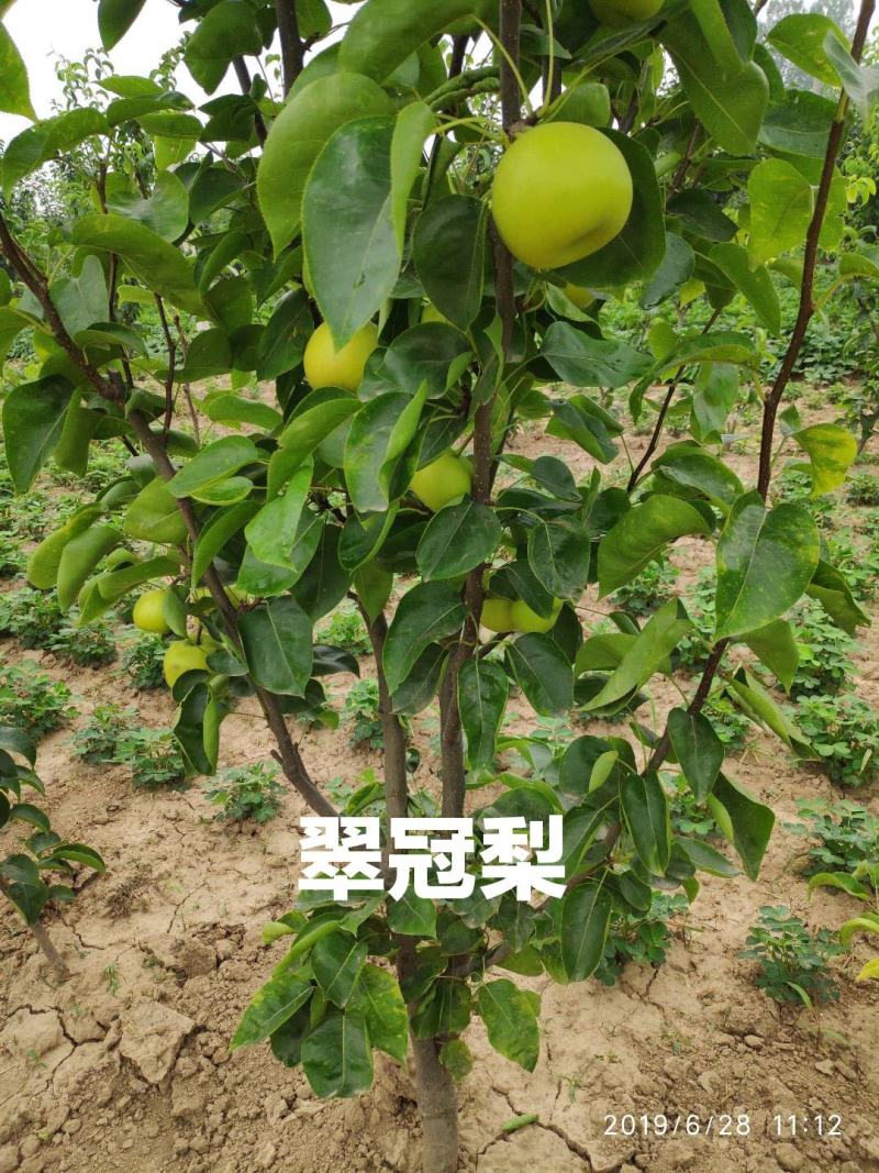秋月梨树苗，518翠玉翠冠玉露香澳红梨等等