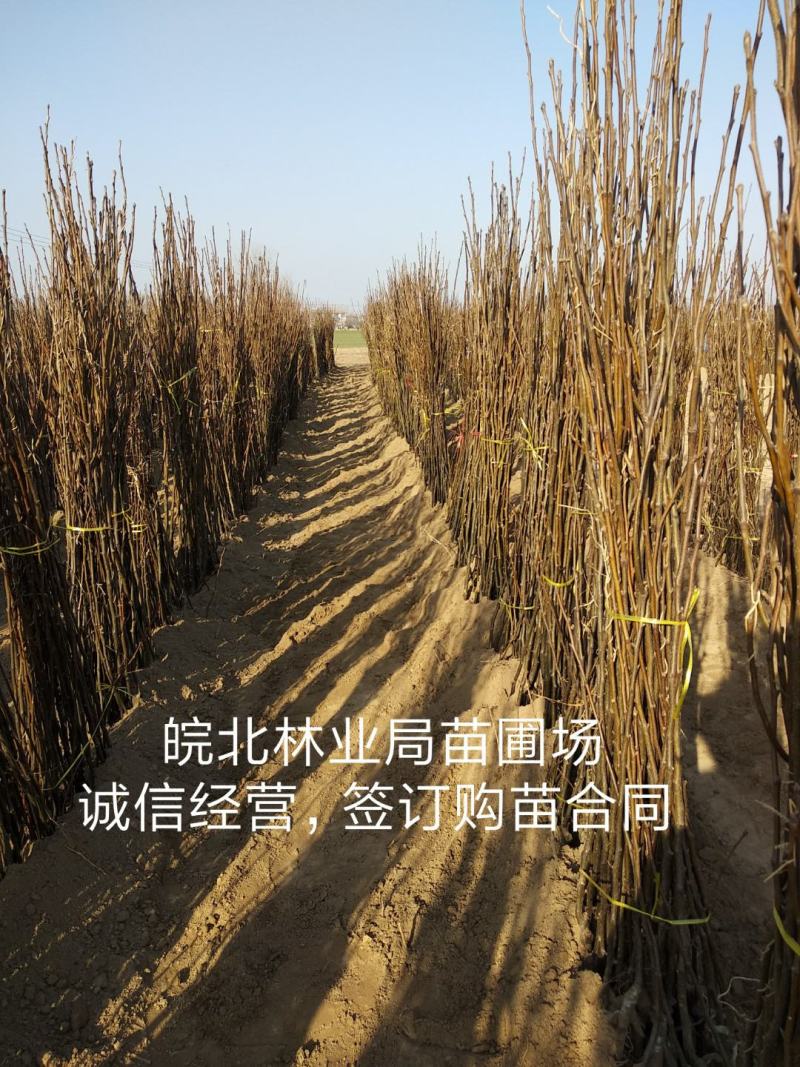 秋月梨树苗，518翠玉翠冠玉露香澳红梨等等