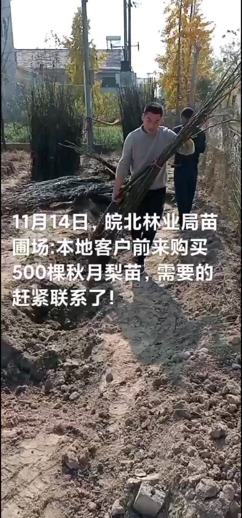 秋月梨树苗，518翠玉翠冠玉露香澳红梨等等