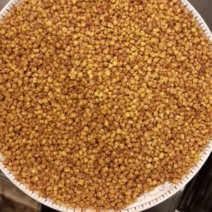 来自云南高寒山区的苦荞茶，香味醇厚，经久耐泡