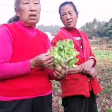 儿菜抱儿菜母子菜，大量上市，量大从优欢迎