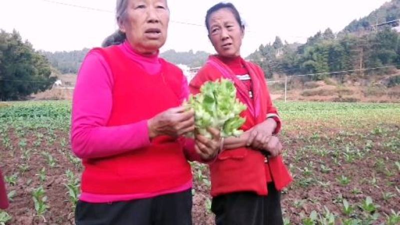 儿菜抱儿菜母子菜，大量上市，量大从优欢迎