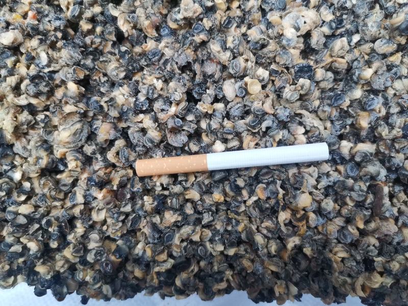 螺蛳肉，螺丝肉，价格美丽厂家直销干净无沙