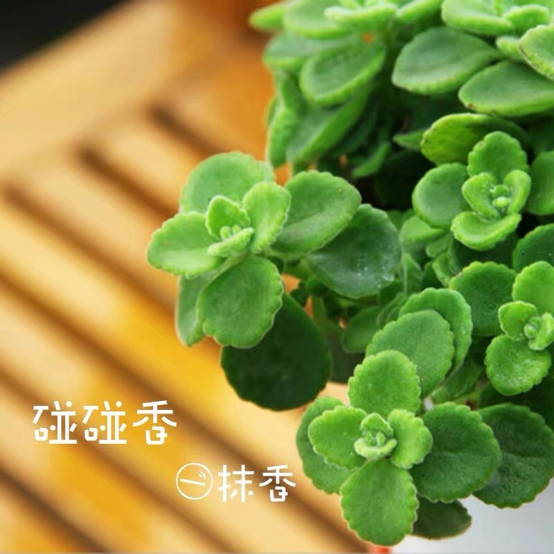 碰碰香盆栽一抹香办公室内阳台净化空气驱蚊绿植花卉植