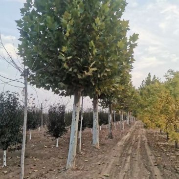 山东菏泽郓城县大量出售精品发冒法桐树10到25公分