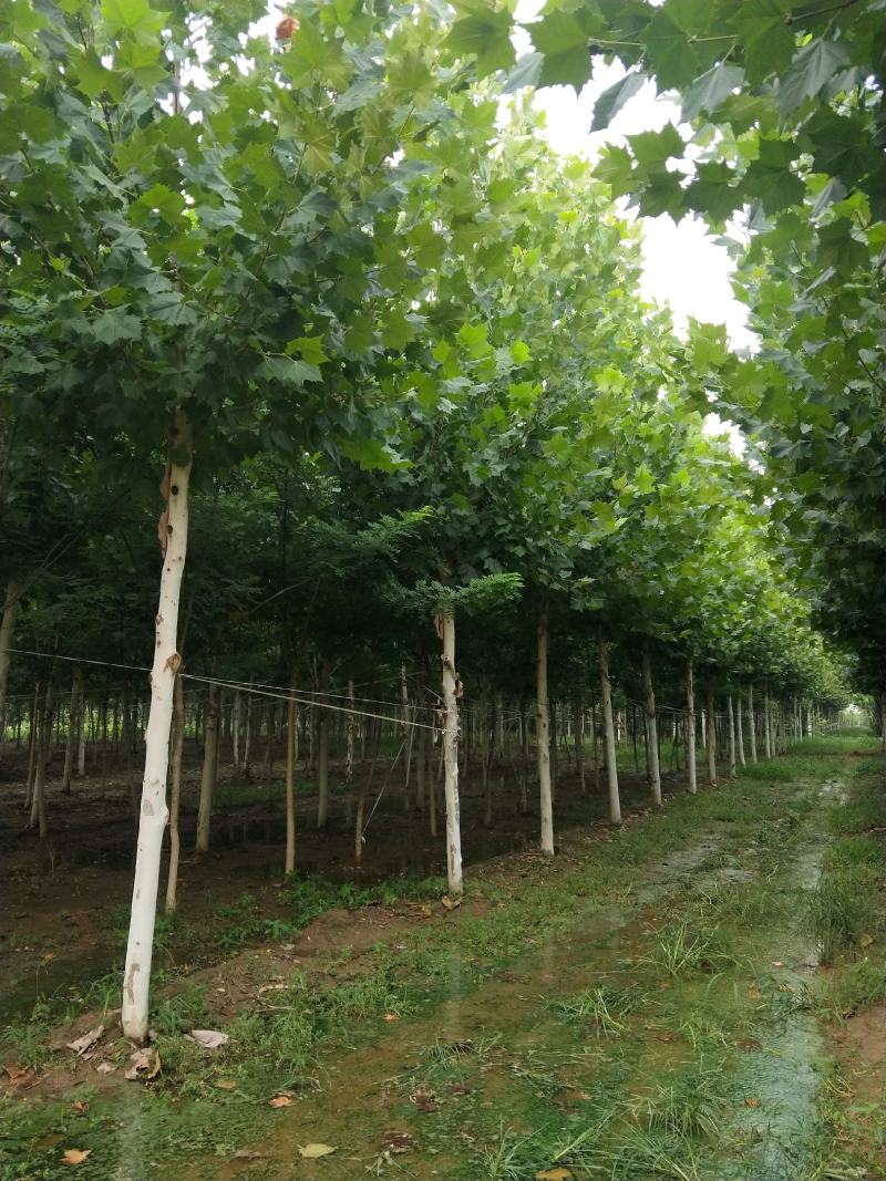山东菏泽郓城县大量出售精品发冒法桐树10到25公分