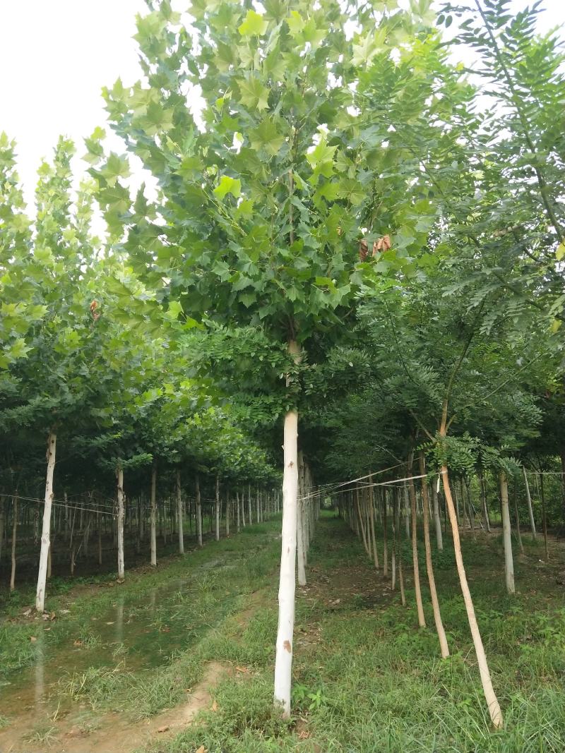 山东菏泽郓城县大量出售精品发冒法桐树10到25公分