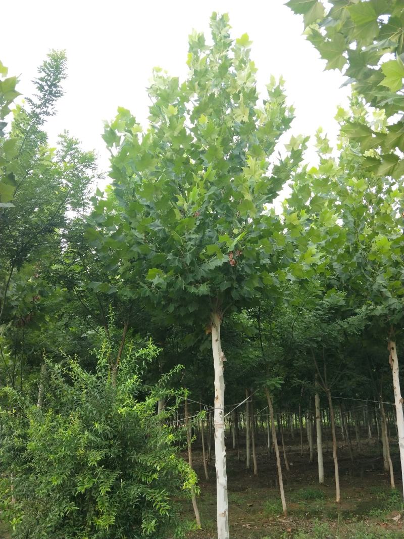 山东菏泽郓城县大量出售精品发冒法桐树10到25公分