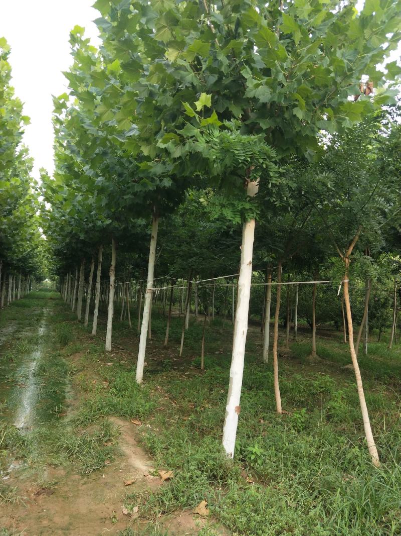 山东菏泽郓城县大量出售精品发冒法桐树10到25公分