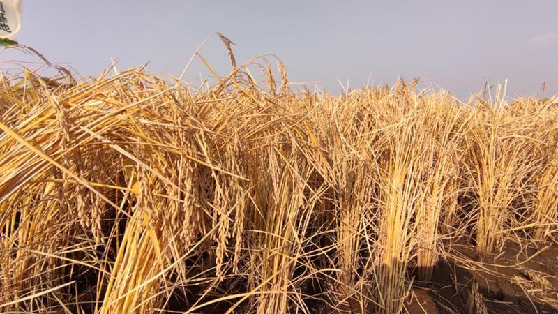 精选绥粳18东北稻谷米率70鲜米专业自助碾米机