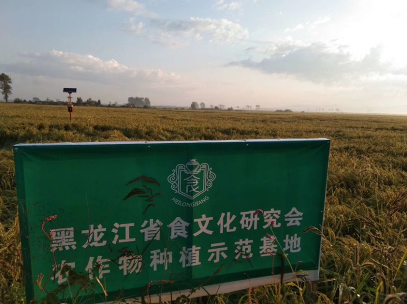 2024东北稻谷绥粳18无沙无杂自助碾米机专用