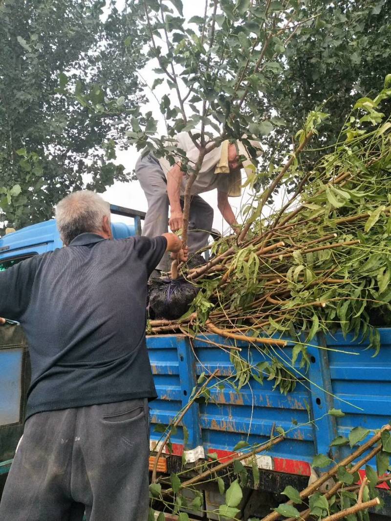 红不软桃树苗突围桃树苗水蜜桃树苗1至3年苗