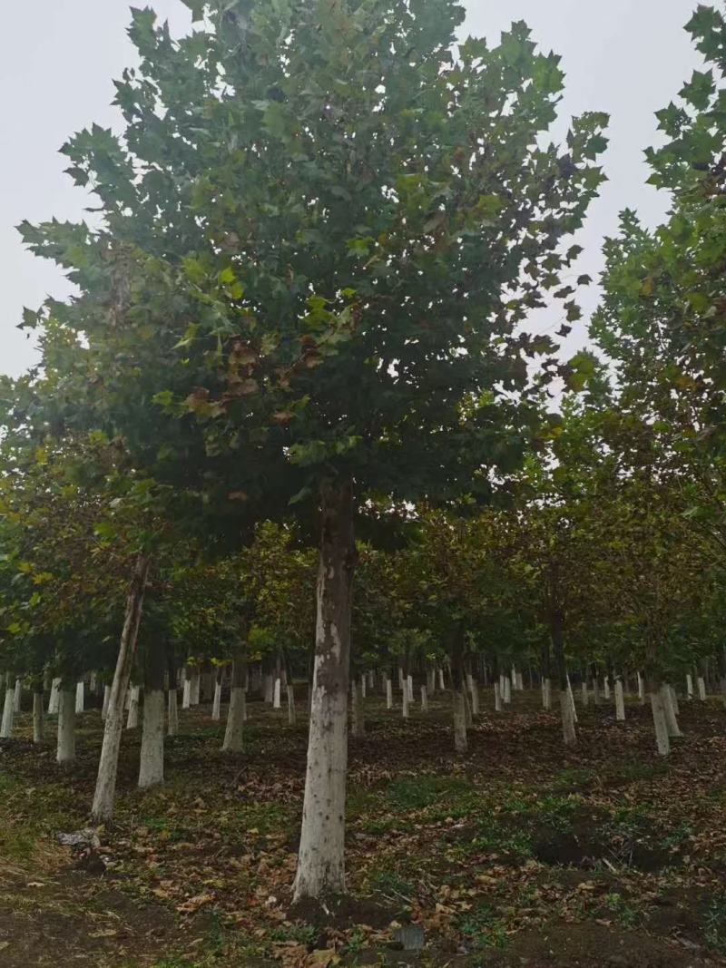 山东菏泽郓城县大量供应精品法桐树