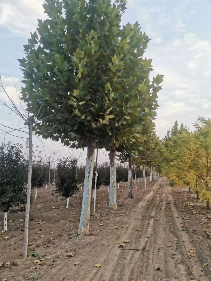 山东菏泽郓城县大量出售精品移栽二年冒法桐