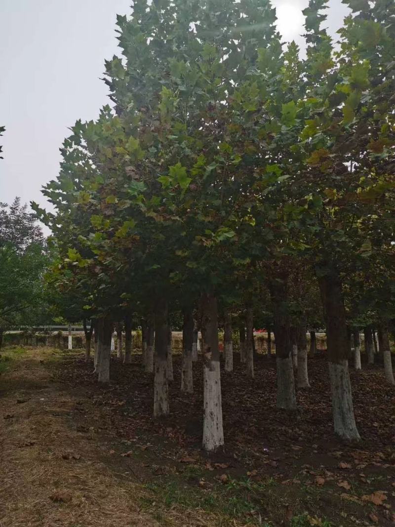 山东菏泽郓城县大量出售精品移栽二年冒法桐