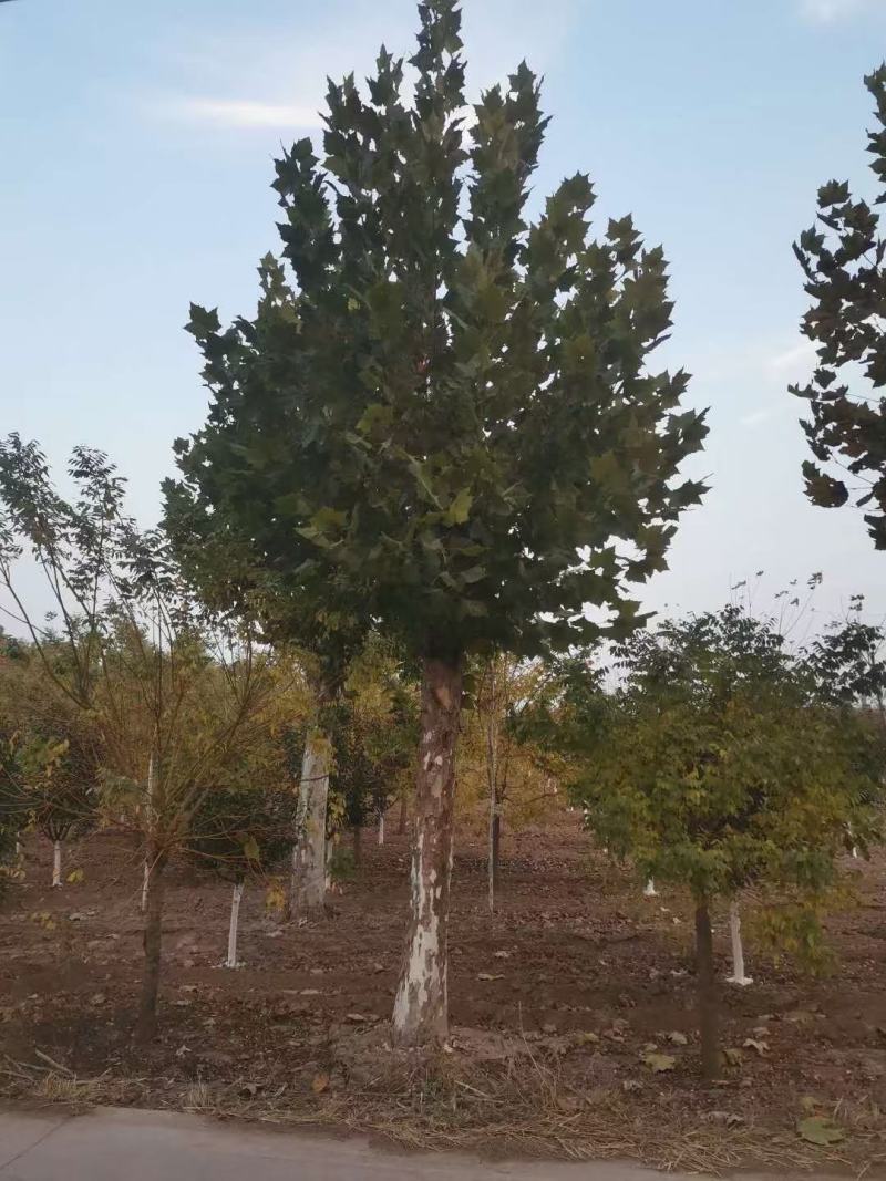 山东菏泽郓城县大量出售精品移栽二年冒法桐