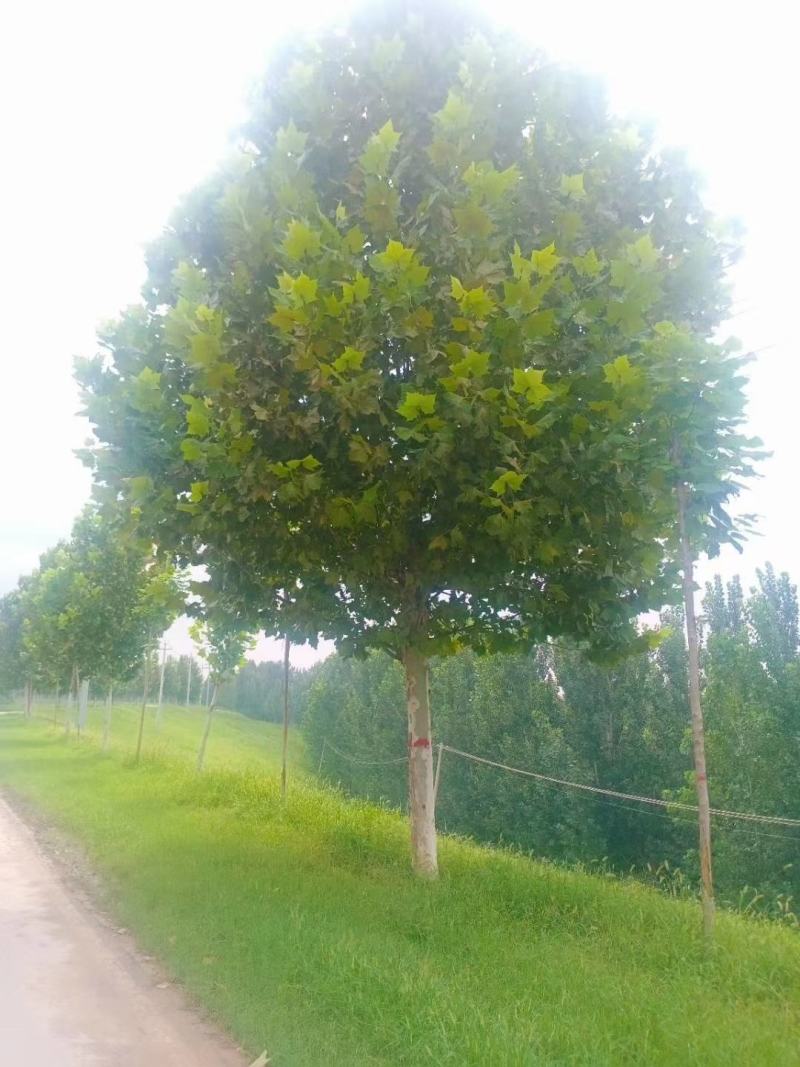 山东菏泽郓城县大量出售精品移栽二年冒法桐