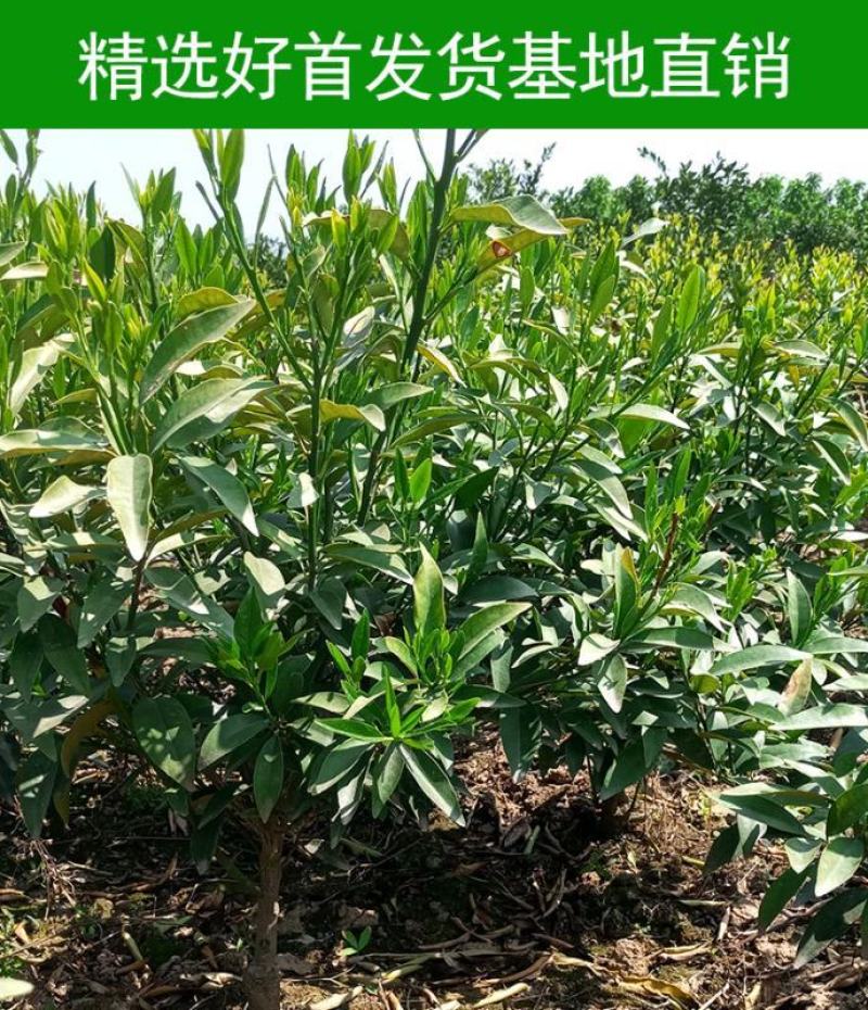橘子树苗，蜜橘苗，早熟桔子苗