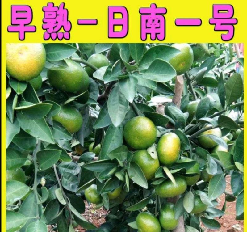 橘子树苗，蜜橘苗，早熟桔子苗